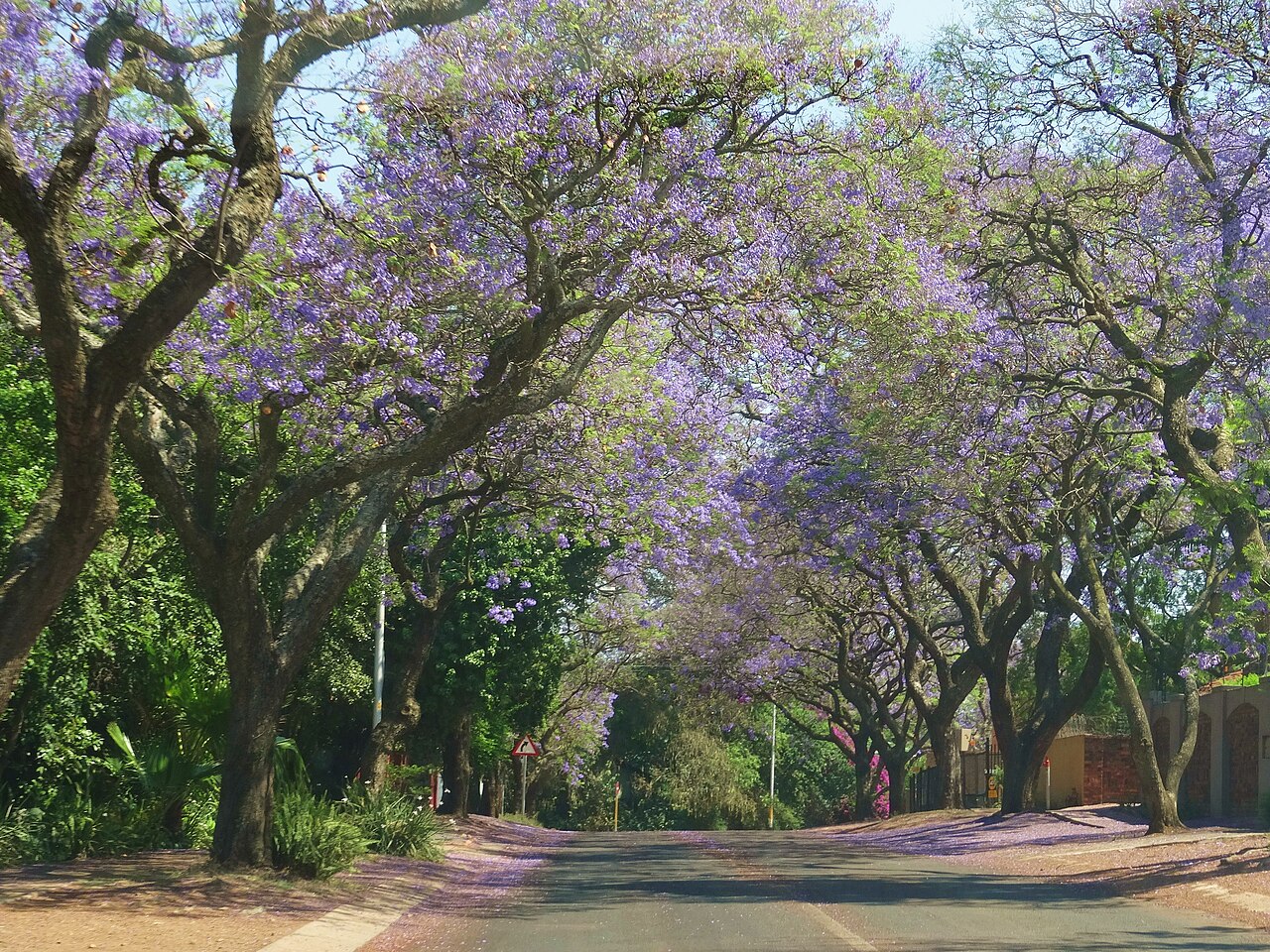A Pretoria street lined with jacaranda trees in full purple bloom